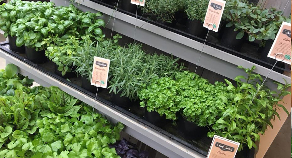 Lars Viken Gartneri A/S / Ytre Viken