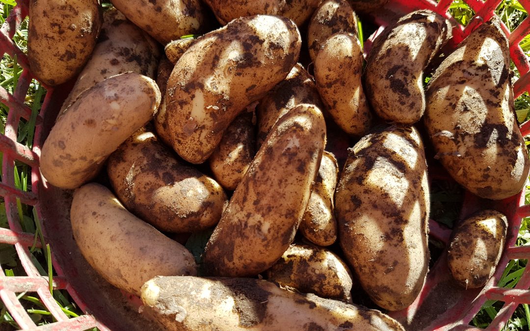 Fjellmandel fra Oppdal